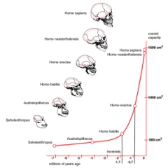 evolucion humana cerebro
